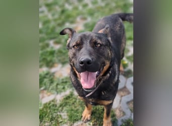 MONTY - der temperamentvolle und engagierte Rüde träumt von einer aktiven Familie!