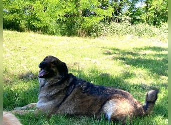 JUNI - lieber und vorsichtiger Herdenschutzhund-Schäferhund Mix - sanfter Riese sucht Zuhause