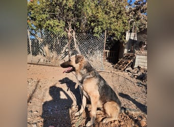 **ELLA**, Schäferhund-Mix, ca 3 Jahre, weiblich kastriert