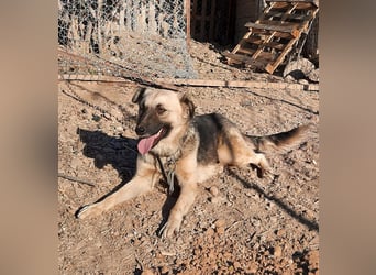 **ELLA**, Schäferhund-Mix, ca 3 Jahre, weiblich kastriert