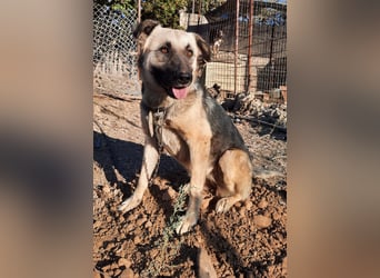 **ELLA**, Schäferhund-Mix, ca 3 Jahre, weiblich kastriert