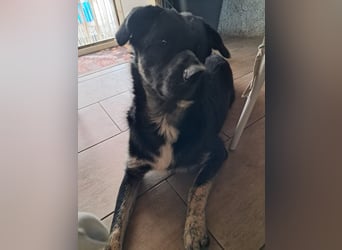 Teo sucht sein eigenes Sofa