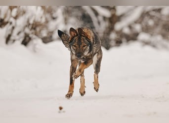 Freundliche Leyla sucht ihre Familie