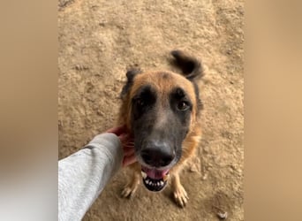  Rexy – eine treue Schäferhündin