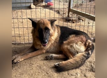  Rexy – eine treue Schäferhündin