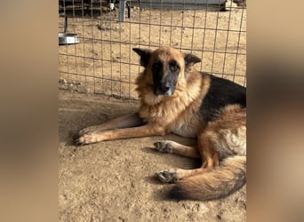  Rexy – eine treue Schäferhündin