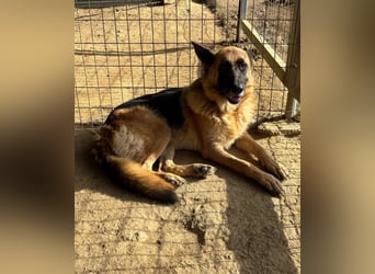  Rexy – eine treue Schäferhündin