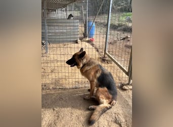  Rexy – eine treue Schäferhündin