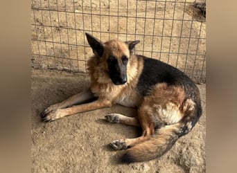  Rexy – eine treue Schäferhündin