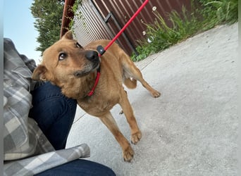Fanni, Schäferhund Mischlingshündin geb. 2023