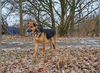 bezaubernte Schäferhund-Mix Junghündin "Luzzy"