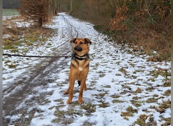 bezaubernte Schäferhund-Mix Junghündin "Luzzy"