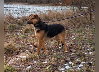 bezaubernte Schäferhund-Mix Junghündin "Luzzy"