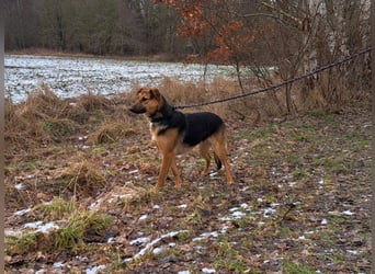 bezaubernte Schäferhund-Mix Junghündin "Luzzy"