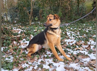 bezaubernte Schäferhund-Mix Junghündin "Luzzy"