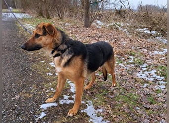 bezaubernte Schäferhund-Mix Junghündin "Luzzy"