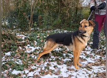 bezaubernte Schäferhund-Mix Junghündin "Luzzy"