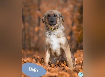  Oslo - offen, freundlich 