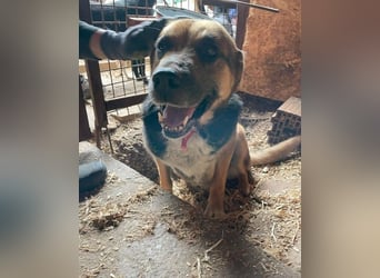 Berta VA - sanftmütig und ruhig