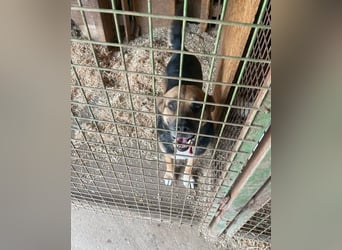 Berta VA - sanftmütig und ruhig