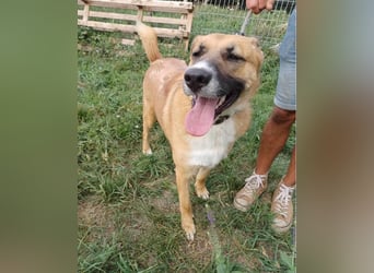 Batu VA - freundlich