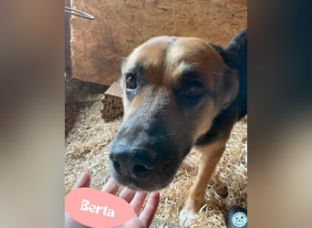 Berta VA - sanftmütig und ruhig