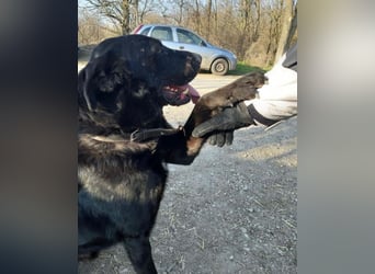 Cody VA - freundlich, kinderlieb