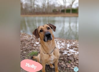 Molly DE - lieb, aktiv, verträglich