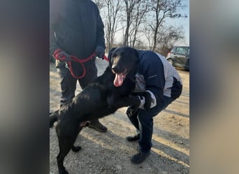 Cody VA - freundlich, kinderlieb
