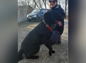 Cody VA - freundlich, kinderlieb