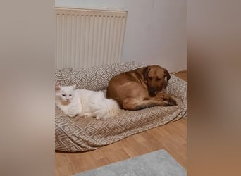 Molly DE - lieb, aktiv, verträglich