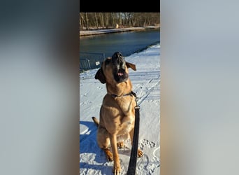 Molly DE - lieb, aktiv, verträglich