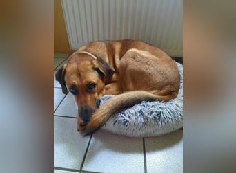 Molly DE - lieb, aktiv, verträglich