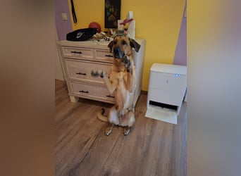 Molly DE - lieb, aktiv, verträglich