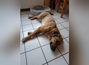 Molly DE - lieb, aktiv, verträglich