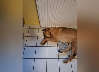 Molly DE - lieb, aktiv, verträglich