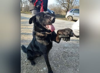 Cody VA - freundlich, kinderlieb