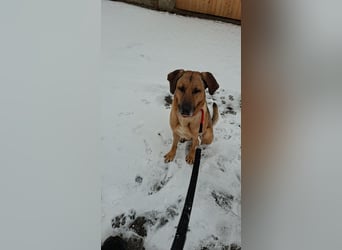 Molly DE - lieb, aktiv, verträglich