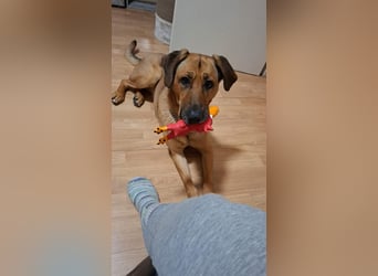 Molly DE - lieb, aktiv, verträglich