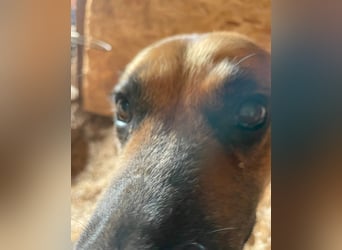 Berta VA - sanftmütig und ruhig