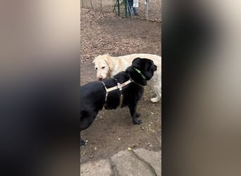 Chico liebevoller Senior sucht hundeerfahrene Menschen