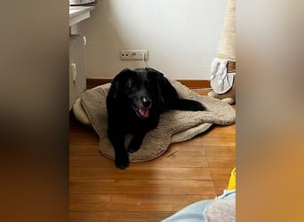 Chico liebevoller Senior sucht hundeerfahrene Menschen