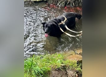Chico liebevoller Senior sucht hundeerfahrene Menschen