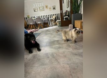 Chico sucht dringend ein Zuhause oder eine neue Pflegestelle!
