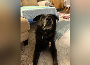 Chico sucht dringend ein Zuhause oder eine neue Pflegestelle!