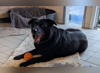 Chico sucht dringend ein Zuhause oder eine neue Pflegestelle!