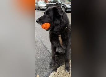 Chico liebevoller Senior sucht hundeerfahrene Menschen
