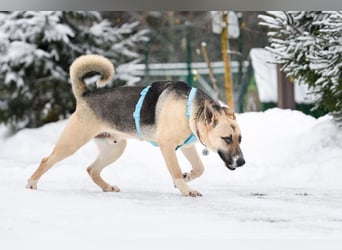 Kluger Cäser sucht liebevolles Zuhause