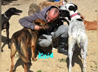 Kai4 geb. 04/2023 (ESP) - sanfter und aufgeschlossener Schäferhund-Mix!