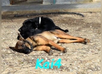 Kai4 geb. 04/2023 (ESP) - sanfter und aufgeschlossener Schäferhund-Mix!